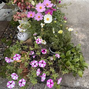 コスモス,ヤブコウジ,リース,植物のある暮らし,手作りリースの画像