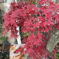 キク,モミジ,イングリッシュローズ,ヒューケラ,スーパー ムーンの画像