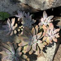 カルフォルニアサンセット,多肉植物,多肉植物とサボテン,タニラー,多肉植物大好きの画像