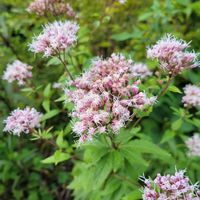 キク,コスモス,フジバカマ,木立ベゴニア,菊 かがり弁の画像