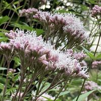 フジバカマ,花のある暮らし,木曜モフモフ,おうち園芸,木曜日は桃色の画像