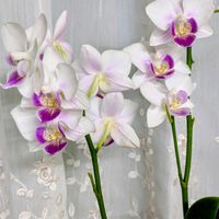 アンスリウム,ミニ胡蝶蘭,ミニ胡蝶蘭カララ,キッチンの出窓,晩秋の画像