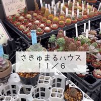 多肉大好き,可愛い多肉ちゃん❤︎,多肉中毒,多肉女子,多肉植物販売店の画像