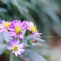 シュウメイギク,ノコンギク,花のある暮らし,緑のある暮らし,HTCの画像