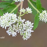 フジバカマ,マクロレンズ,お出かけ先にて,長居植物園,ミラーレス一眼の画像