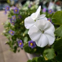 エキザカム,ゼラニウム,ペチュニア,鉢花,今日のお花の画像