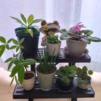 スパティフィラム,パキラ,ハオルチア,セントポーリア インディアナ,セントポーリア インディアナの画像