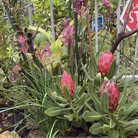 カンガルーポー,カンガルーポー・ブッシュジェム,ヨネヤマプランテイションの画像