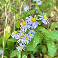 ノコンギク,キダチコンギク,岐阜県,多肉男子,岐阜の画像
