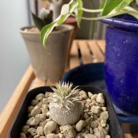 パキポディウム エニグマチカム,多肉植物,観葉植物,塊根植物,実生の画像