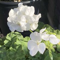 ゼラニウム,ゼラニウム,オウレイ,月の王子,月の王子(黄麗)の画像