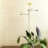 オトンナ トリプリネルビア,塊根植物,グリーンのある暮らし,植物のある暮らし,お花のある暮らしの画像