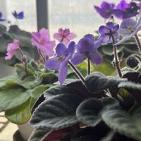 セントポーリアの画像