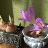 八重咲きコルチカム,球根,放置栽培,綺麗✨,チーム岐阜の画像