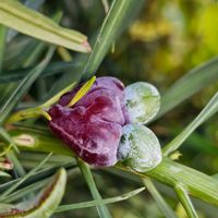 イヌマキ,雌雄異株,平和を願う,マキ科マキ属,お出かけ先(豊橋)の画像