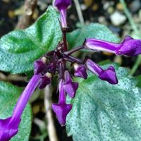 アゲラタム,プレクトランサス,ペチュニア,鉢植え,プランター植えの画像