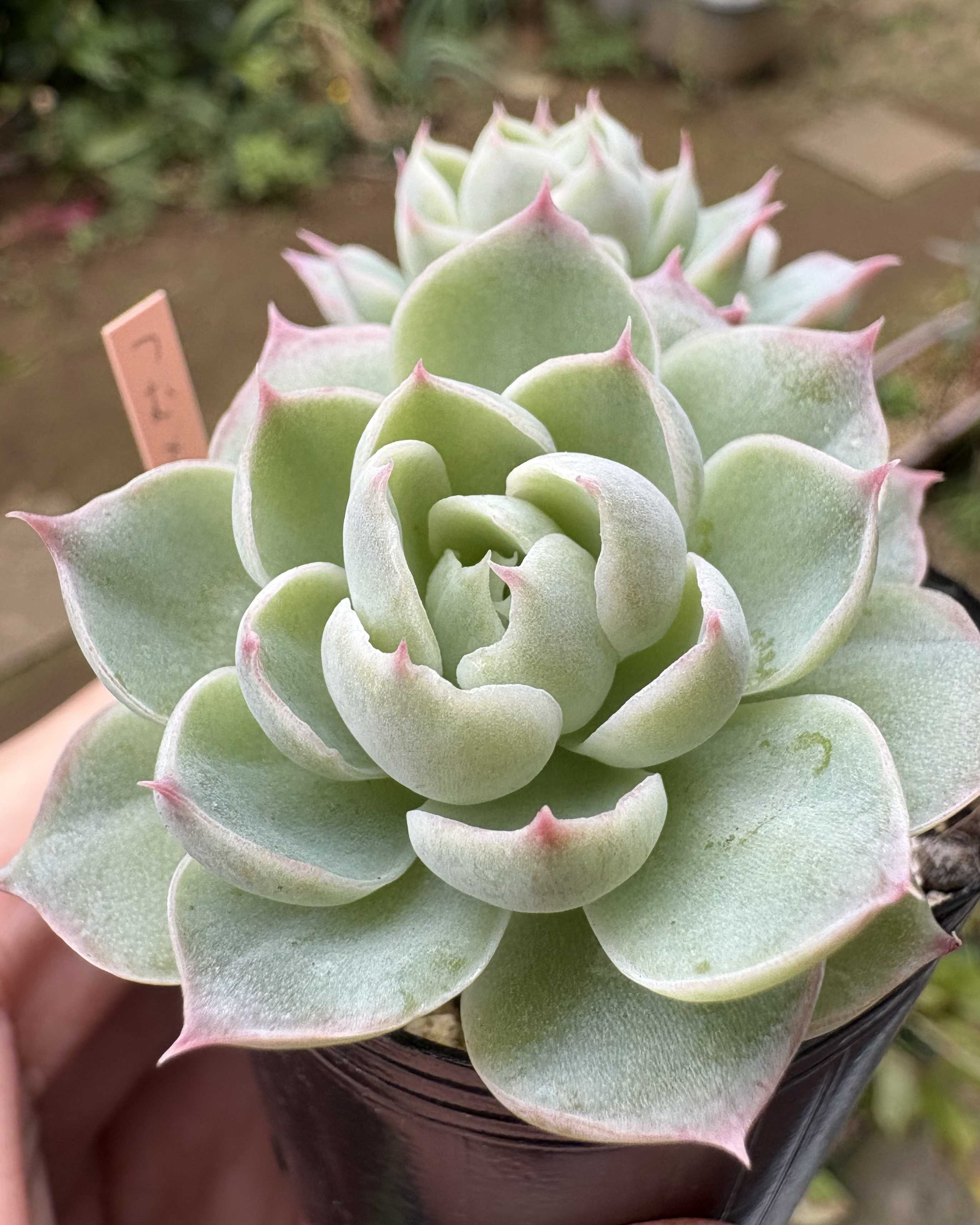 miyaさん苗の一覧｜🍀GreenSnap（グリーンスナップ）