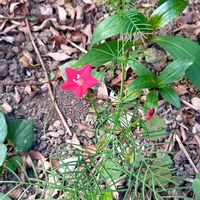 ルコウソウの画像