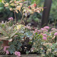 アゲラタム,ケイトウ,トラデスカンチア,トロロアオイ,ミセバヤの画像