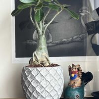 デザートローズ,アデニウム,アデニウム オベスム,アデニウム オベスム,コーデックスの画像