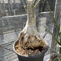 アデニウム,アデニウム アラビカム,コーデックス,コメリウムの画像