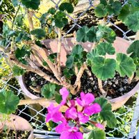 ショウジョウソウ,ゼラニウム,メランポジウム,夏の花,おもしろい形の画像