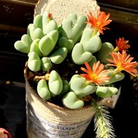 コノフィツム,桜牡丹,ティッピー,アイスローズ,ミックスベリア 夕波の画像