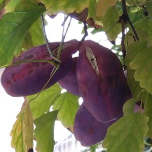 アケビ,タイサンボク,美味しそう,秋色,実のなる木の画像