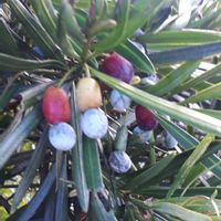 マキ,花言葉,可愛い実,里山散策,しあわせ運べるようにの画像