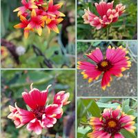 ガイラルディア,アジアンタム,アジアンタム,マイガーデン,多年草の画像