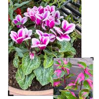 ケイトウ,ナデシコ,ニチニチソウ,ガーデンシクラメン,プリムラ　ジュリアンの画像