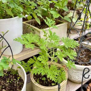 ゼラニウム,ワイルドストロベリー,ネトル（セイヨウイラクサ）,ハーブ,ハーブガーデンの画像