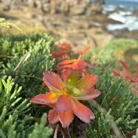 キリンソウ,キリンソウ,キリンソウ,山野草,三陸復興国立公園の画像