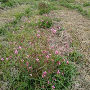 雑草,日記,こぼれ種,自己流,無農薬の画像