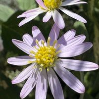 トウカエデ,清澄白山菊,ヤマモミジ系、鴫立沢,秋の気配,紅葉（こうよう）の画像