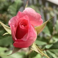 ブライダルピンク,鉢植え,バラ 鉢植え,花のある暮らし,バラのある暮らしの画像