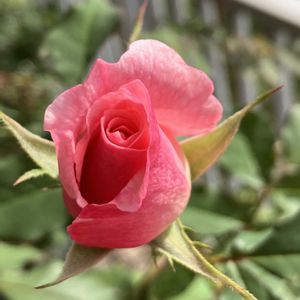 ブライダルピンク,鉢植え,バラ 鉢植え,花のある暮らし,バラのある暮らしの画像