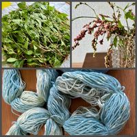 蓼藍(タデアイ),ガーデニング,花のある暮らし,草木染め,アフターガーデニングの画像