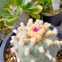 ドリナリア,銀冠玉,メディニラ マグニフィカ,メディニラ,ロフォフォラ 銀冠玉の画像