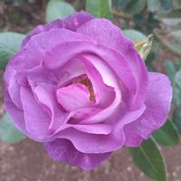 手作りの庭,バラ大好き,咲いてくれてありがとう❤,薔薇愛同盟,バラと夢CLUBの画像