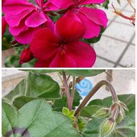 アイビーゼラニウム,ゼラニウム,ゼラニウムフォーカス,今日のお花,宮城県の画像