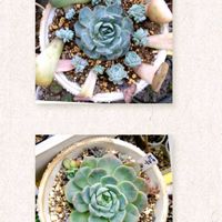 ピュアラブ,多肉植物,多肉大好き,エケベリア好き,多肉女子の画像