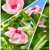 ニラ,ユリオプスデージー,大葉,青紫蘇,ニラの種の画像