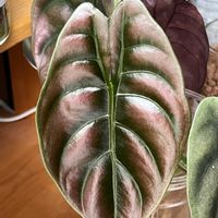 アロカシア,アロカシア,観葉植物,水耕栽培,復活の画像