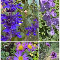 セージ,イロハモミジ,サンジャクバーベナ,キュンキュン乙女倶楽部,HTCの画像