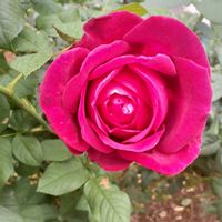 手作りの庭,バラ大好き,バラを楽しむ,咲いてくれてありがとう❤,ばら バラ 薔薇の画像