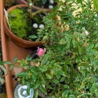 姫バラ,盆栽風,ベランダの画像