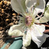 マイ・クレマチス,ジェージー・ポピールスコ,tom' world,バルコニー/ベランダの画像