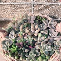 多肉寄せ植え,多肉女子,庭の画像