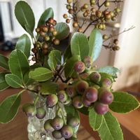 シャリンバイ,ナンテン,バラ科,ランチ,メギ科の画像